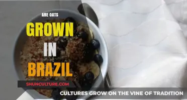 Exploring Brazil's Agricultural Diversity: Are Oats Cultivated in the Country?