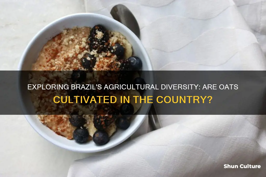 are oats grown in brazil