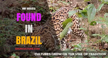 Ocelots in Brazil: Exploring Their Presence and Habitat in the Wild