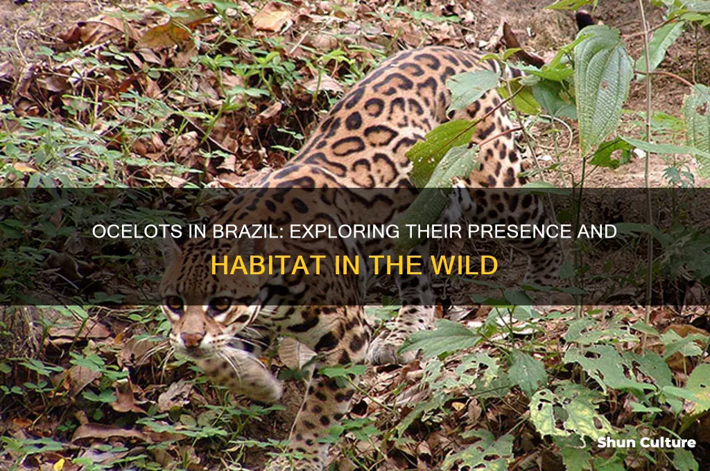are ocelots found in brazil
