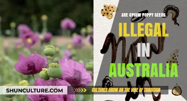 Are Opium Poppy Seeds Illegal in Australia? Legal Insights Explained