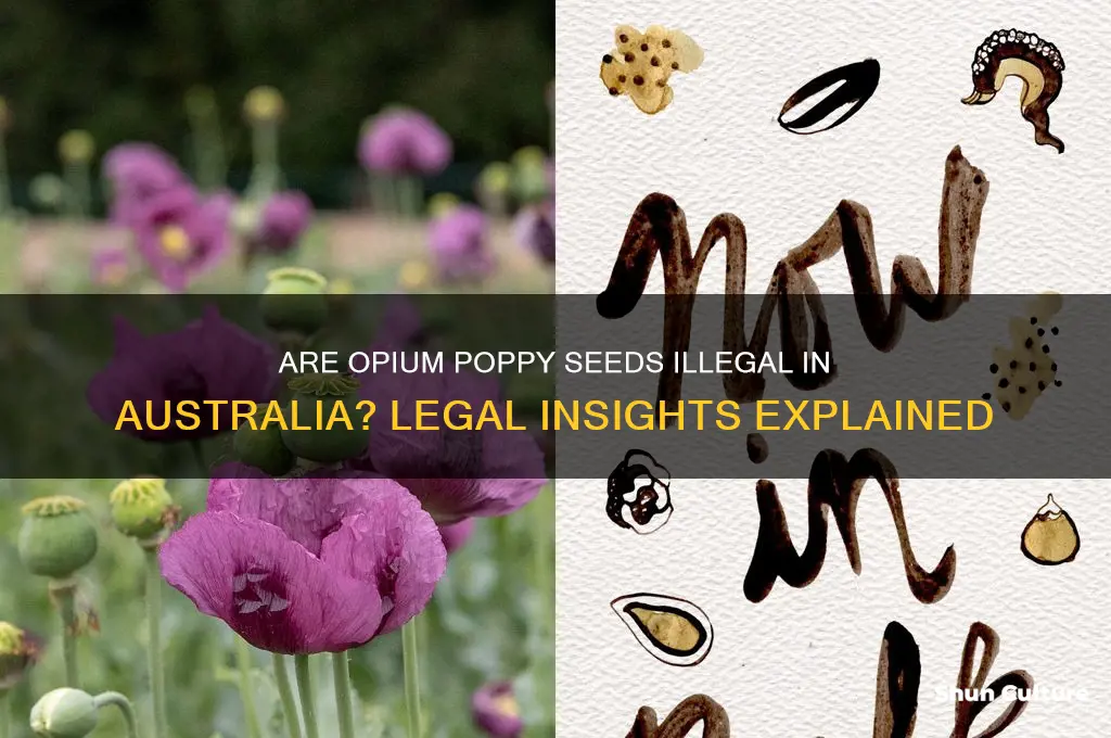 are opium poppy seeds illegal in australia