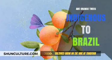 Are Orange Trees Indigenous to Brazil? Uncovering the Citrus Origins