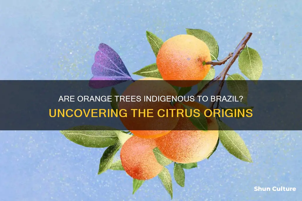 are orange trees indigenous to brazil