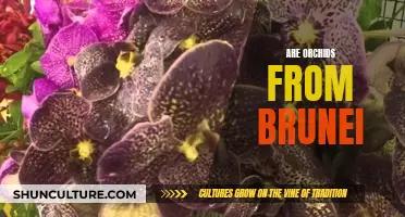 Brunei's Orchids: A Natural Wonder