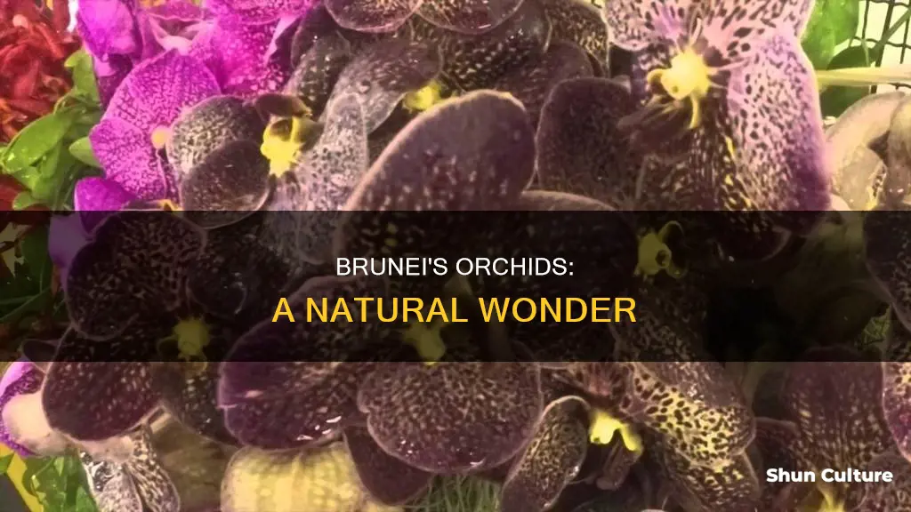 are orchids from brunei