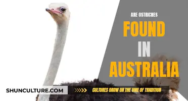 Ostriches in Australia: Are They Native or Introduced?