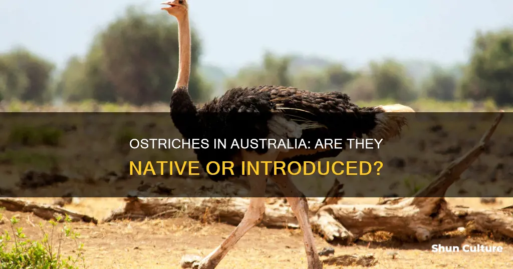 are ostriches found in australia