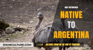 Exploring the Myth: Are Ostriches Truly Native to Argentina?