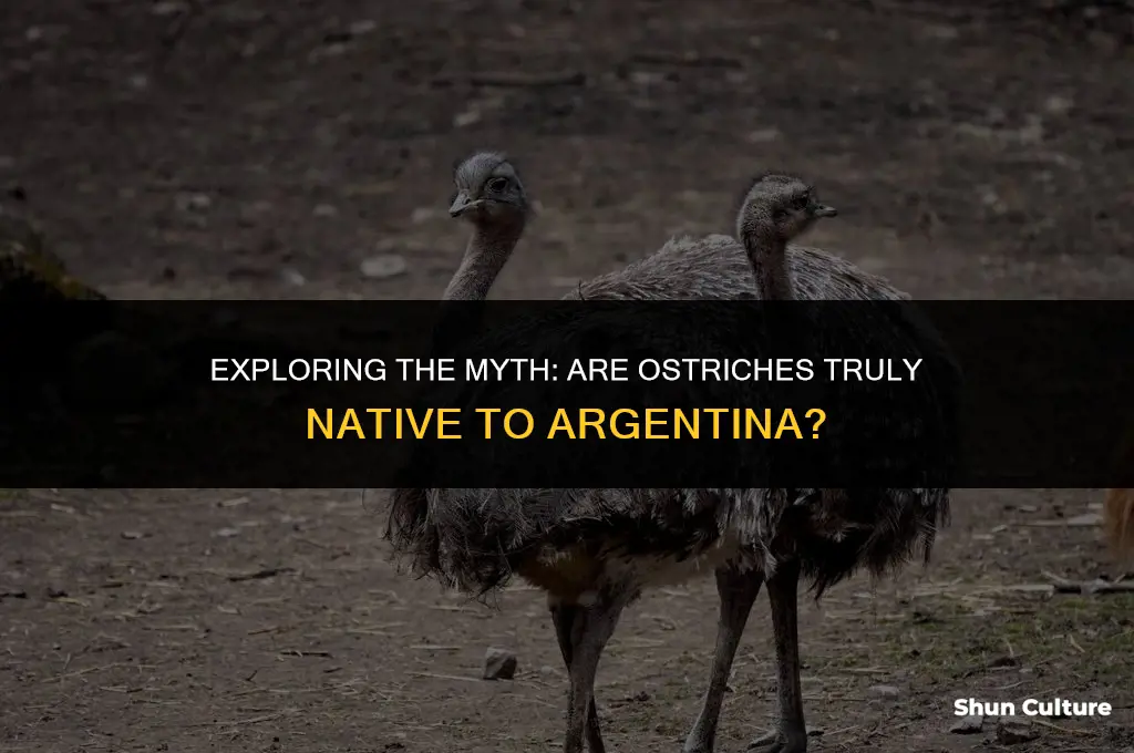 are ostriches native to argentina