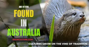 Otters in Australia: Where to Find These Cute Creatures