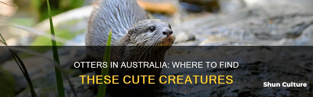 are otters found in australia