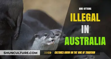 Are Otters Illegal in Australia? Exploring Ownership Laws and Regulations