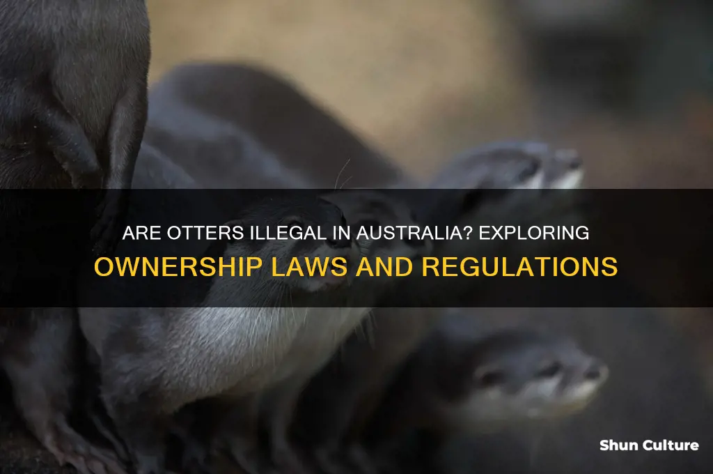 are otters illegal in australia