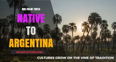 Exploring the Origins: Are Palm Trees Truly Native to Argentina?