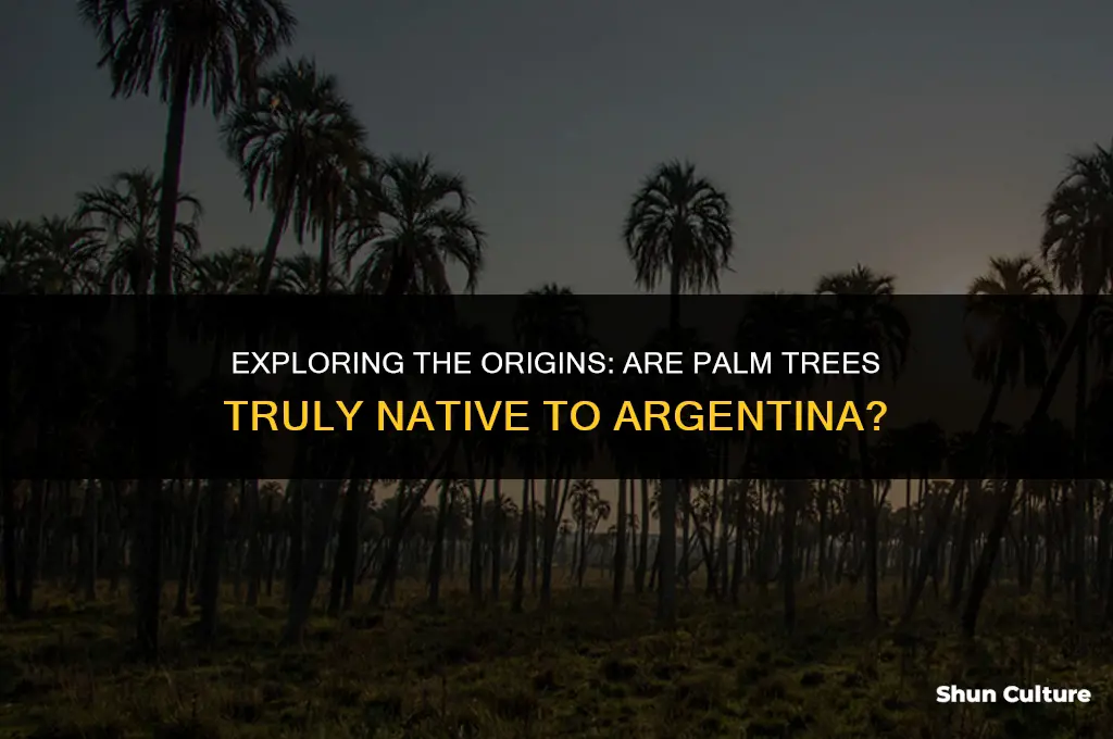 are palm trees native to argentina