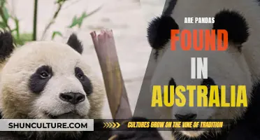 Pandas in Australia: An Unlikely Habitat for These Bears