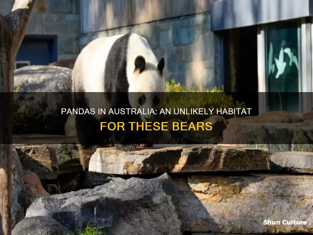 are pandas found in australia