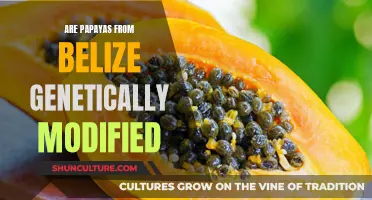 Belize's Papayas: Genetically Modified or Natural?