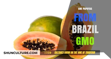 Are Brazilian Papayas Genetically Modified? Unveiling the Truth
