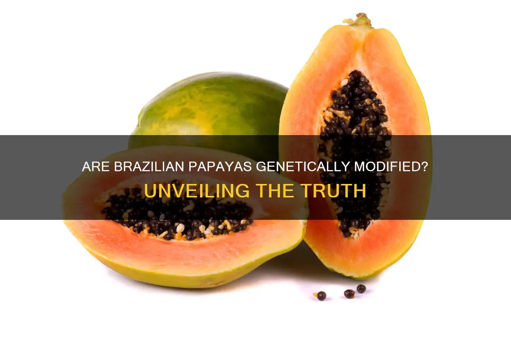 are papayas from brazil gmo