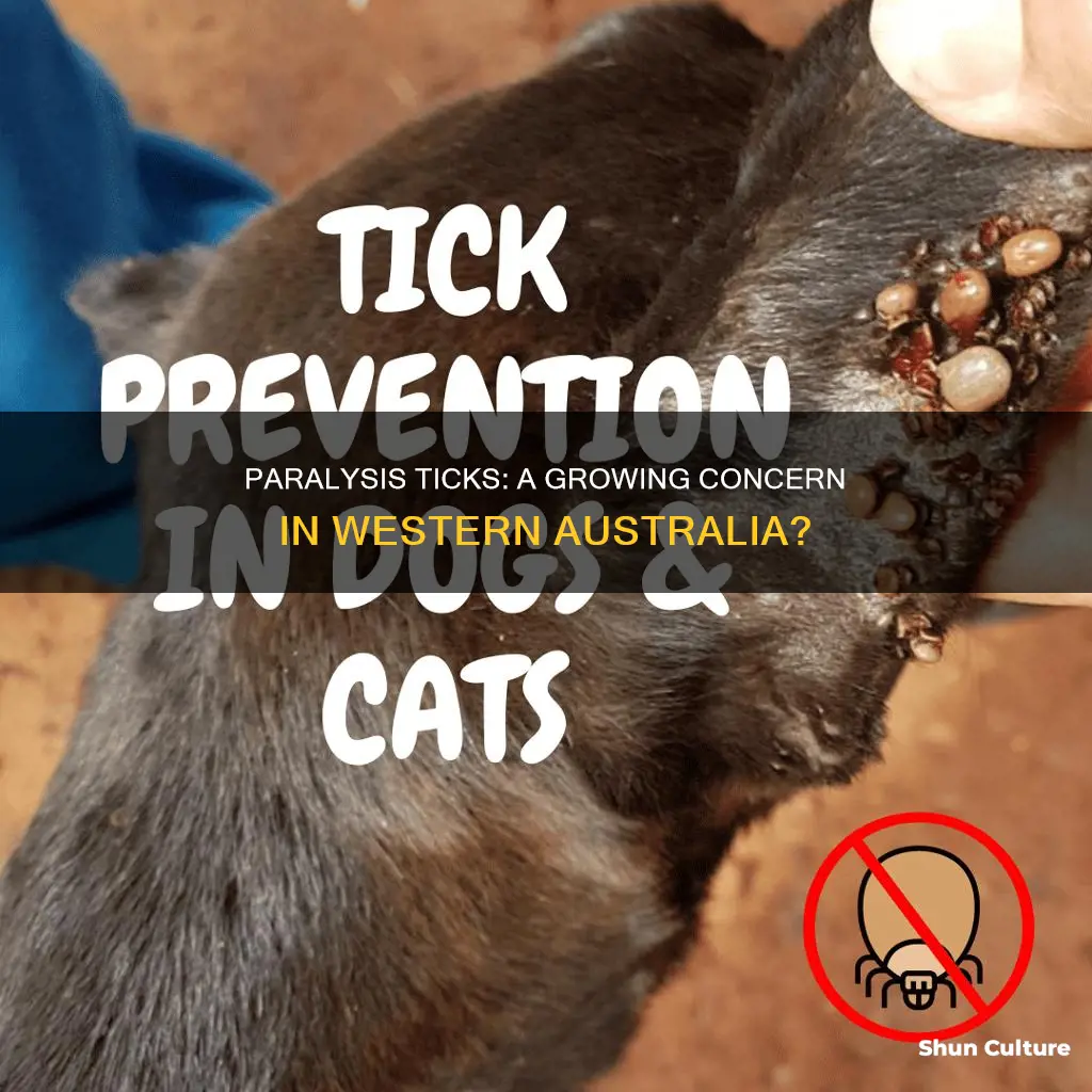 are paralysis ticks found in western australia