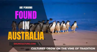 Penguins in Australia: Unlikely Neighbors or Close Friends?
