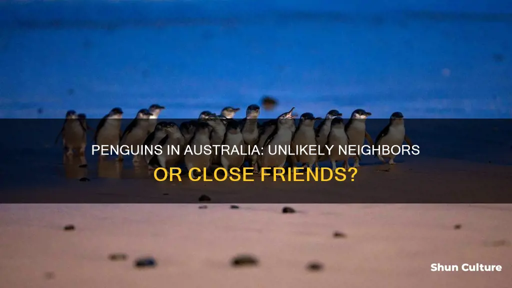 are penguins found in australia