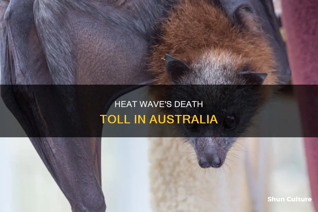 are people dying in australia