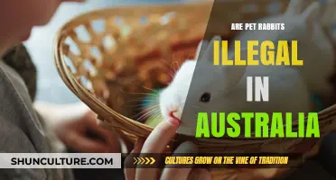 Are Pet Rabbits Illegal in Australia? Understanding the Laws and Reasons