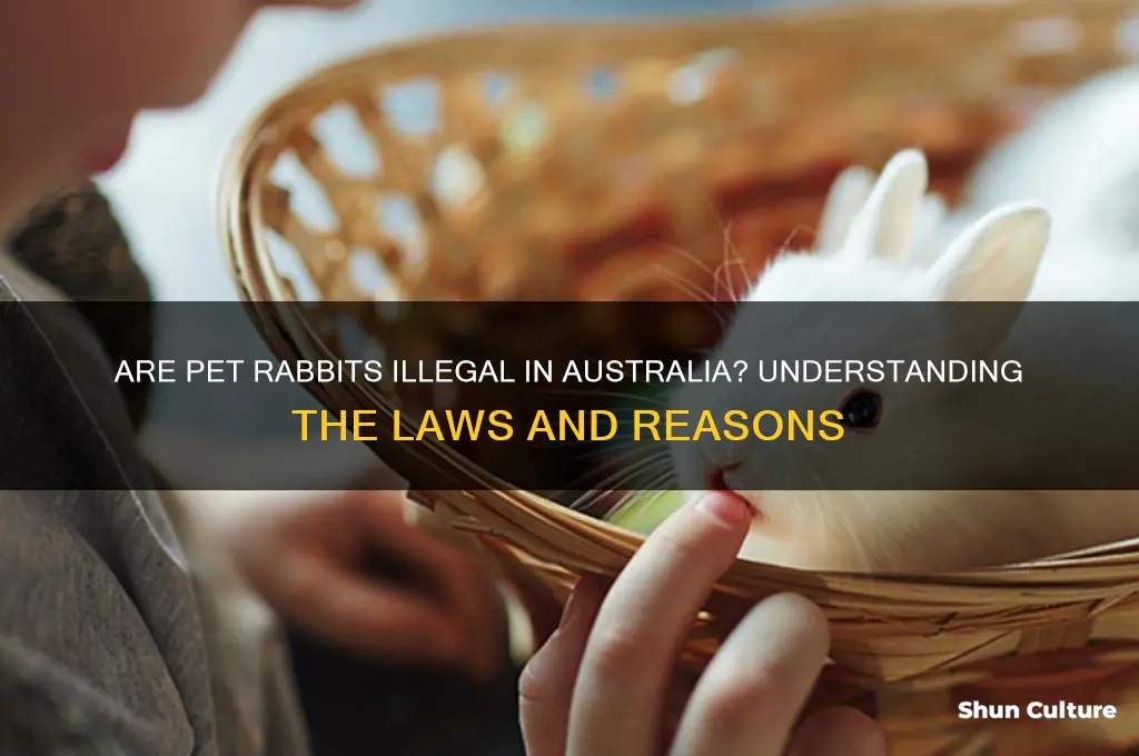 are pet rabbits illegal in australia