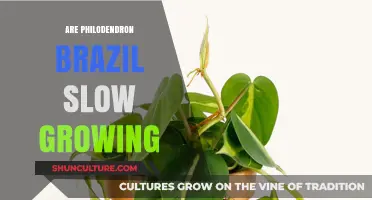 Philodendron Brazil Growth Rate: Slow or Steady? Unveiling the Truth