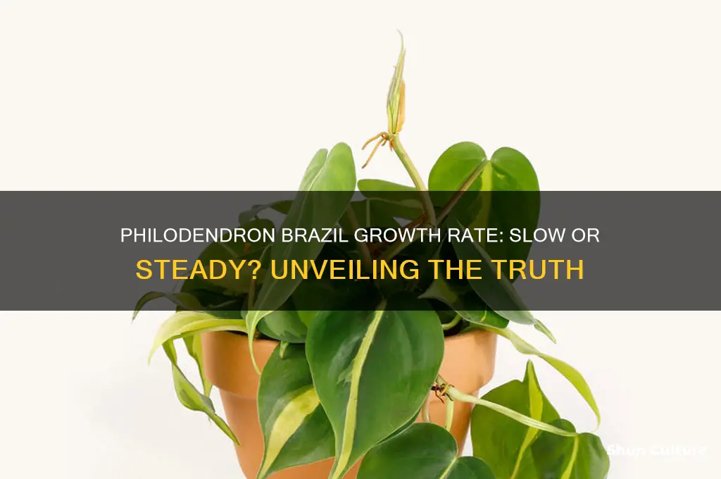 are philodendron brazil slow growing