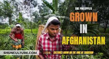 The Curious Case of Pineapples in Afghanistan: Exploring the Agricultural Diversity