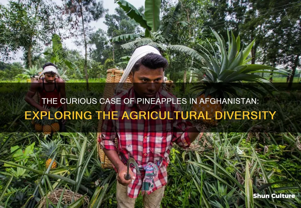 are pineapples grown in afghanistan