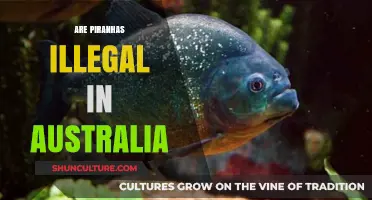 Are Piranhas Illegal in Australia? Understanding Exotic Pet Laws Down Under