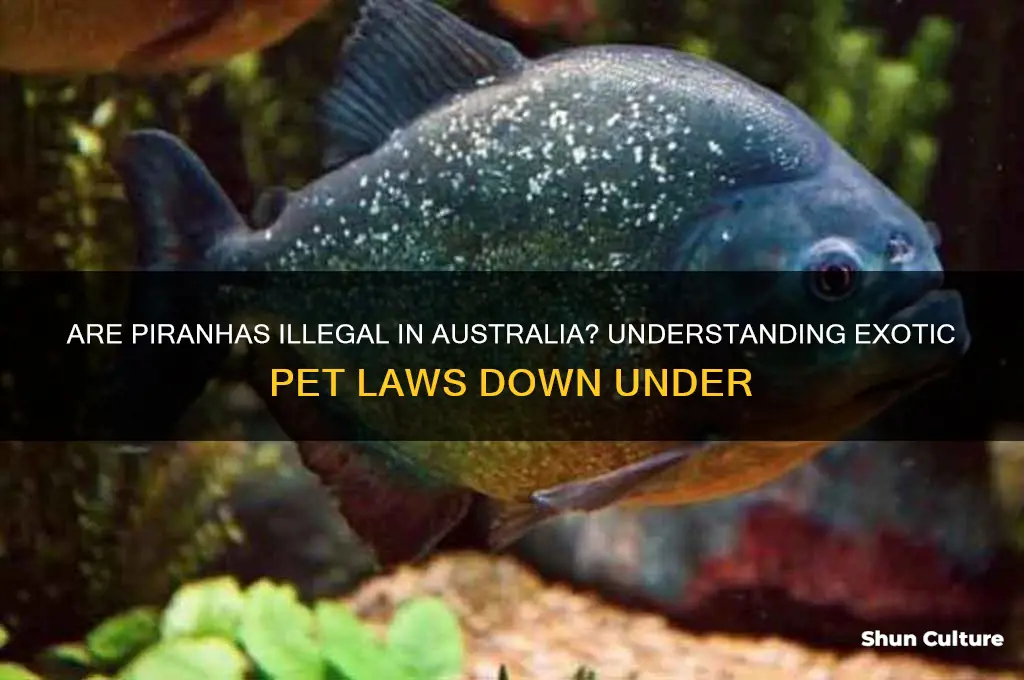 are piranhas illegal in australia