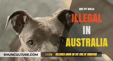 Are Pit Bulls Banned in Australia? Legal Status Explained