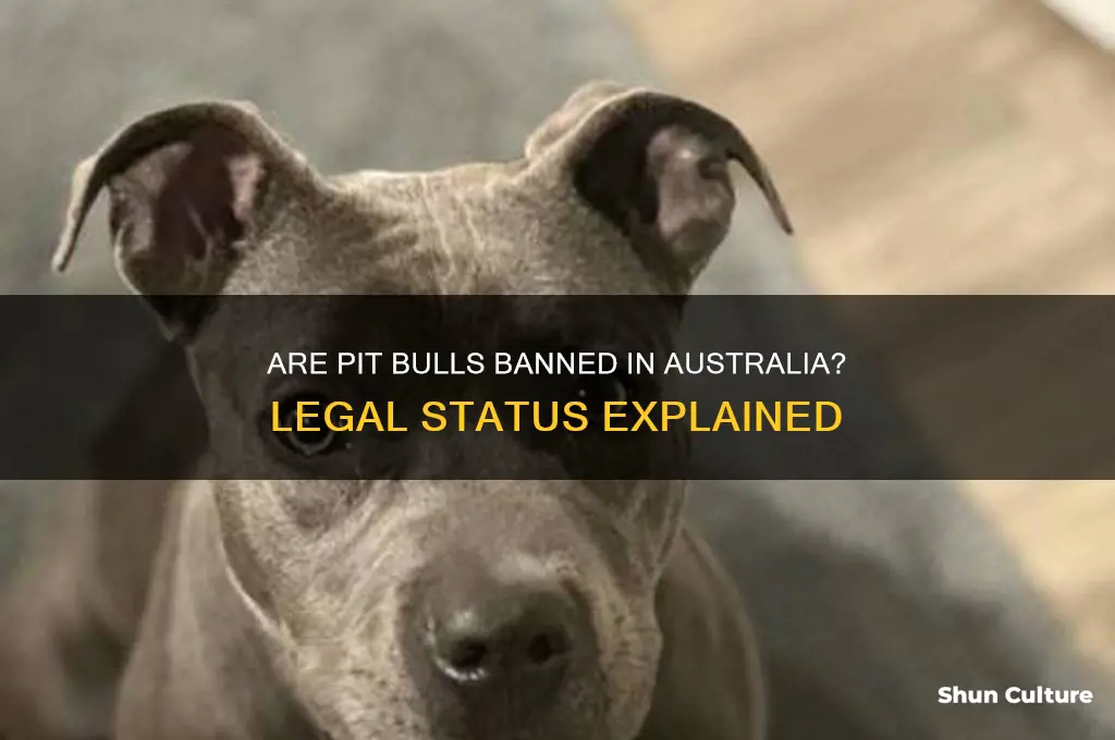 are pit bulls illegal in australia