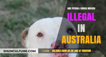 Are Pitbull Crossbreeds Illegal in Australia? Legal Insights Explained