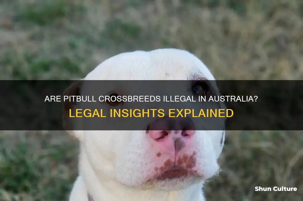 are pitbull cross breeds illegal in australia