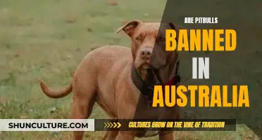 Why Pitbulls Are Banned in Australia