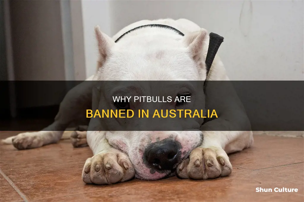 are pitbulls banned in australia