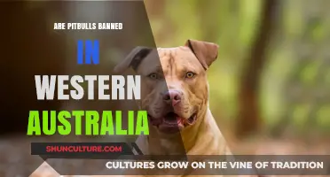 Why Pitbulls Are Banned in Western Australia
