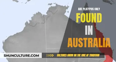 Platypus: Australia's Unique Wildlife Icon
