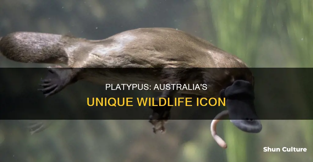 are platypus only found in australia