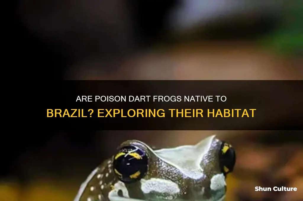 are poidon dart frog native to brazil
