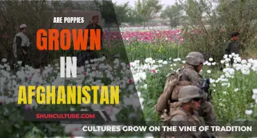 Poppies in Conflict: The Dark Legacy of Afghanistan's Opium Trade