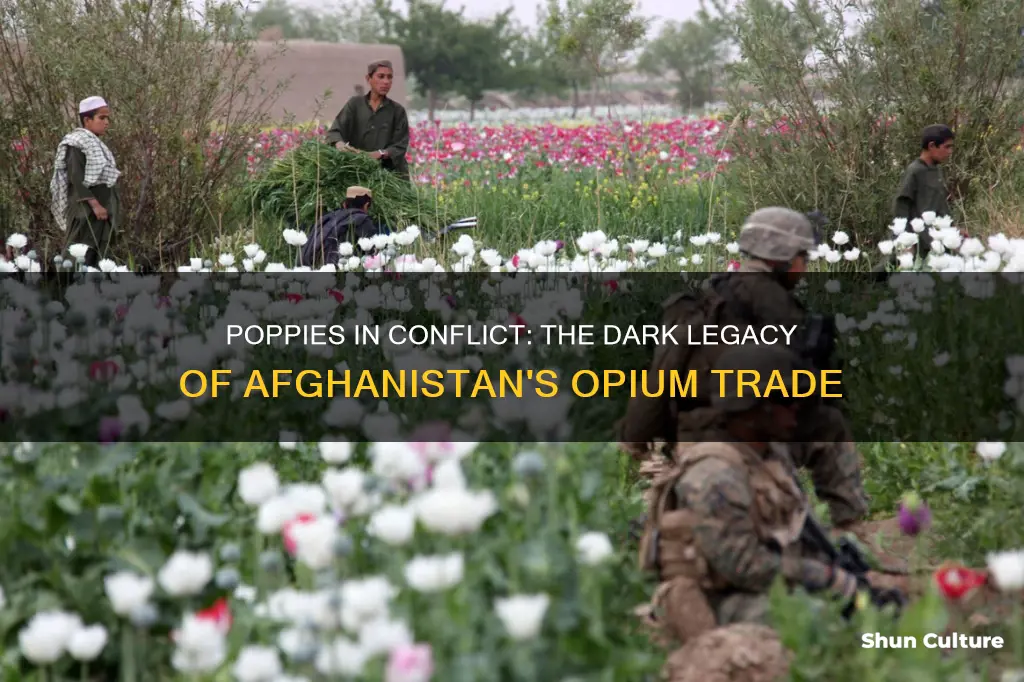 are poppies grown in afghanistan