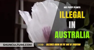 Are Poppy Plants Illegal in Australia? Legal Insights and Regulations